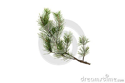 Fir tree branches isolated on white background. Stock Photo