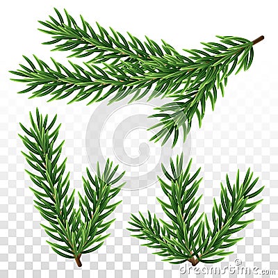 Fir tree branches on transparent background. Set of spruce color twigs. Christmas or New Year design elements. Isolated vector Vector Illustration