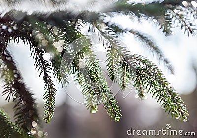 Fir tree branches wet after the rain Stock Photo