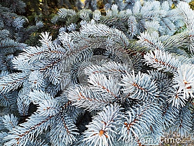 Fluffy fir tree brunch Stock Photo