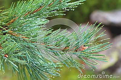 Fir tree brunch close up. Shallow focus. Fluffy fir tree brunch close up. Copy space Stock Photo