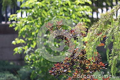 Fir tree brunch close up. Shallow focus. Fluffy fir tree brunch close up. Wallpaper concept. Copy space. Stock Photo