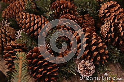 Fir-tree cone forest large brown integer natural rustic background traditional decoration Stock Photo