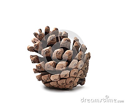 Fir tree cone isolated on white. Winter decor, christmas object Stock Photo