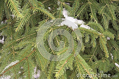the fir-tree is a coniferous plant a close up a green tree a background ornament the park the street Stock Photo