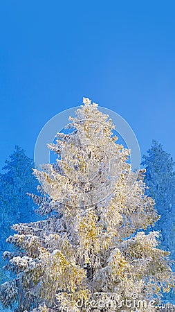 Fir tree covered by snow and hoarfrost on blue sky background Stock Photo