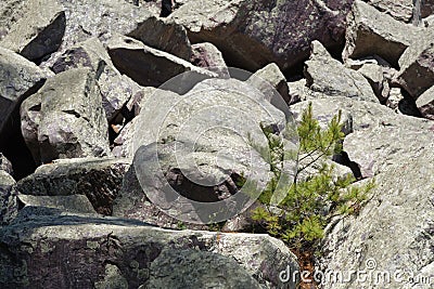 Fir tree growing in crevice of rocks Stock Photo