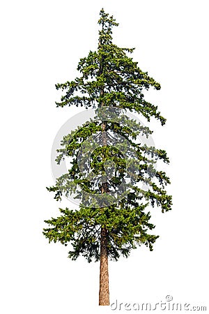 Fir tree isolated Stock Photo