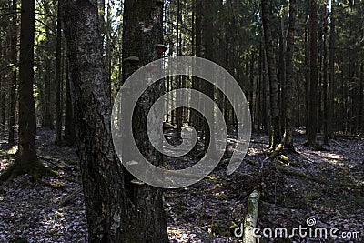 Fir tree with mushrooms in the forest Stock Photo