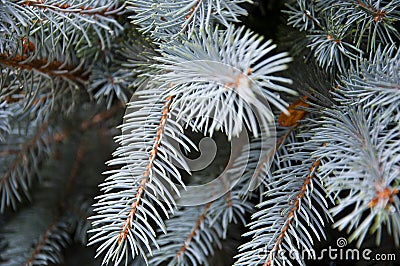 Fir tree nature closeup coniferous background, pine Stock Photo