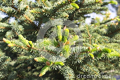 Fir tree new green needles Stock Photo