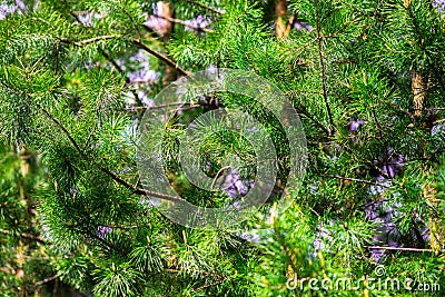 Fir tree texture Stock Photo