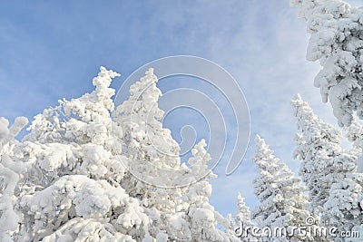 Fir tree tops covered by white snow with blue cloudy sky at background, winter beautiful landscape Stock Photo