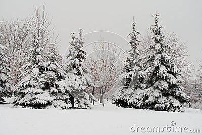 Fir trees covered with snow Stock Photo