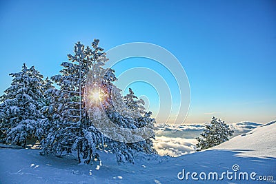 Fir trees covered with snow and sun shining between fir branches. Beautiful winter background Stock Photo