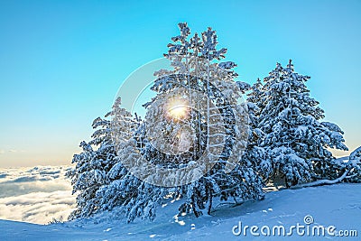 Fir trees covered with snow and sun shining between fir branches. Beautiful winter background Stock Photo