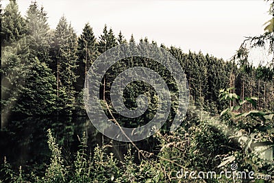 Fir trees in a forest next to a lake Stock Photo