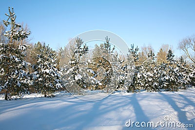 Fir-trees in winter forest Stock Photo