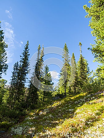 Fir in the wild taiga. Summer sunny day in the coniferous forest Stock Photo