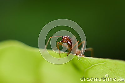 Fire ant intimidate with jaw, protect race and nest on green leaf in nature with macro photography Stock Photo