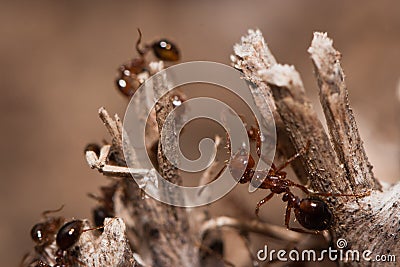 Fire Ants Stock Photo