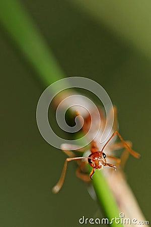 Fire ants Stock Photo