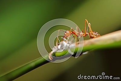 Fire ants Stock Photo