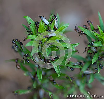 Fire Ants Stock Photo