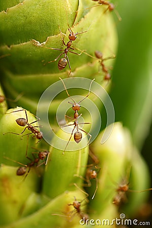 Fire Ants Close Up Stock Photo