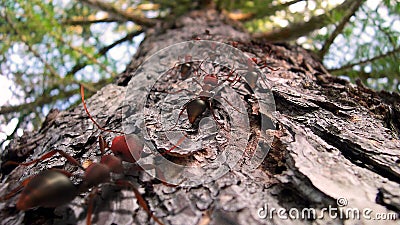 Fire ants crawling up a pine tree Stock Photo