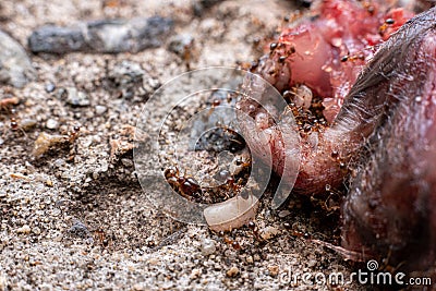 Fire ants feed voraciously on dead animal in australia Stock Photo