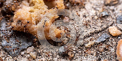 Fire ants feeding on an animal meat in australia Stock Photo