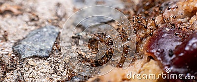 Fire ants feeding on meat in australia Stock Photo