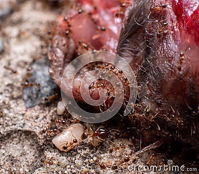 Fire ants feeding voraciously on an animal in australia Stock Photo