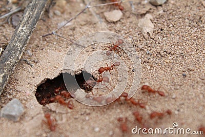 Fire ants Stock Photo