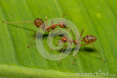 Fire ants meeting on banana leaf Stock Photo