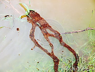 Fire Ants Trying to Survive Flooding Hurricane Harvey Stock Photo