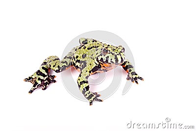 Fire Bellied Frog Stock Photo