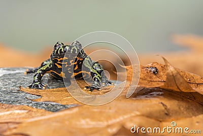 A Fire Bellied Toad Bombina Orientalis sitting on a small stone, with orange leaves all around him Stock Photo