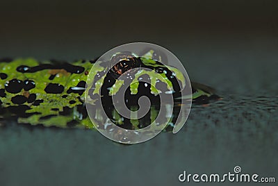 Fire Bellied Toad Reflection Stock Photo