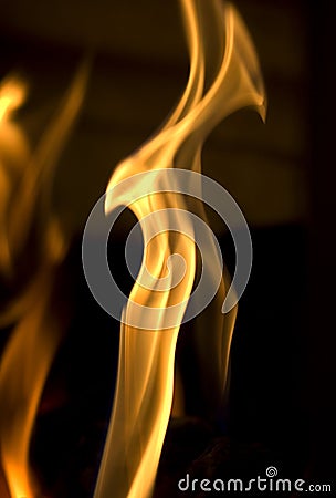 Fire Bird Stock Photo