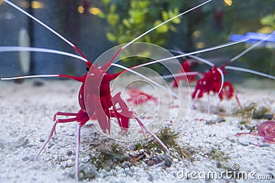 Fire cleaner shrimp, Lysmata debelius. Stock Photo