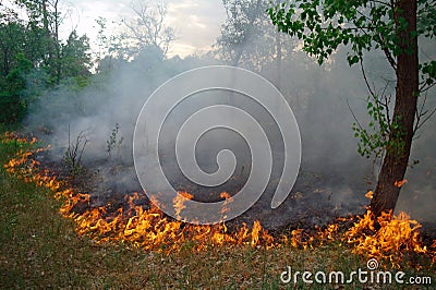 Fire burning in a forest Stock Photo