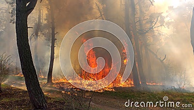 Fire burning in a pine forest Stock Photo