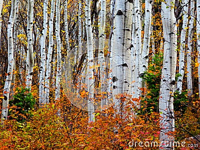 Aspen fire: Autumn in the Uintas Stock Photo