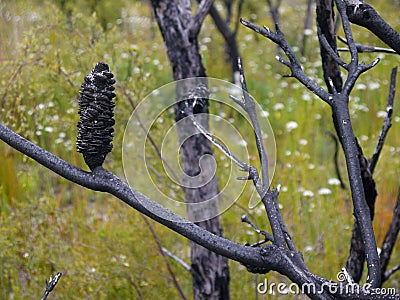 After the fire: burnt banksia seed cone charred branches and epacris flowers Stock Photo