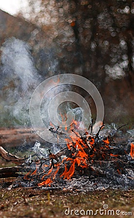 Fire coal forest. Bonfire in spring forest Stock Photo