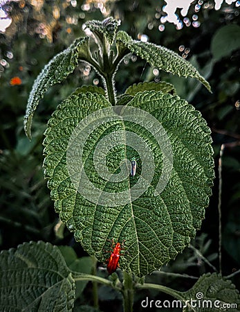Fire-coloured beetle in Leaf surface with a lot of veins Stock Photo