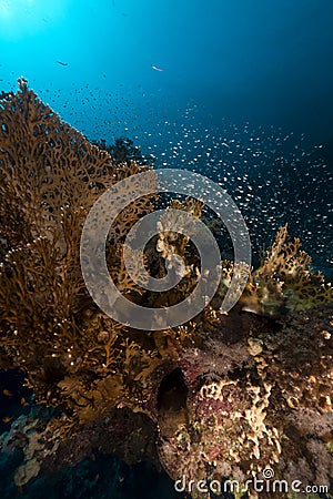 Fire coral and glassfish in the Red Sea. Stock Photo