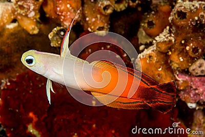 fire dartfish fish Stock Photo